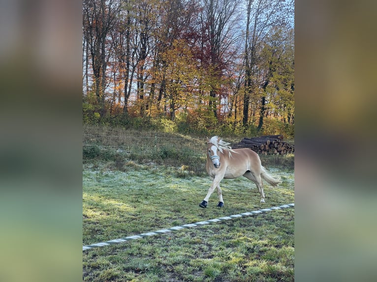Haflinger Wallach 10 Jahre 155 cm in Landsberied