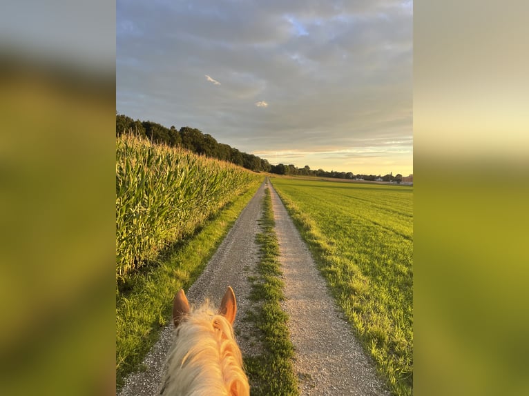 Haflinger Wallach 10 Jahre 155 cm in Landsberied