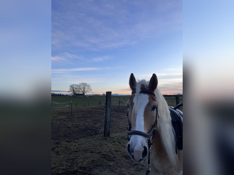 Haflinger Wallach 10 Jahre 155 cm in Landsberied