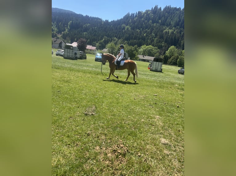 Haflinger Wallach 10 Jahre 157 cm Fuchs in Mariapfarr