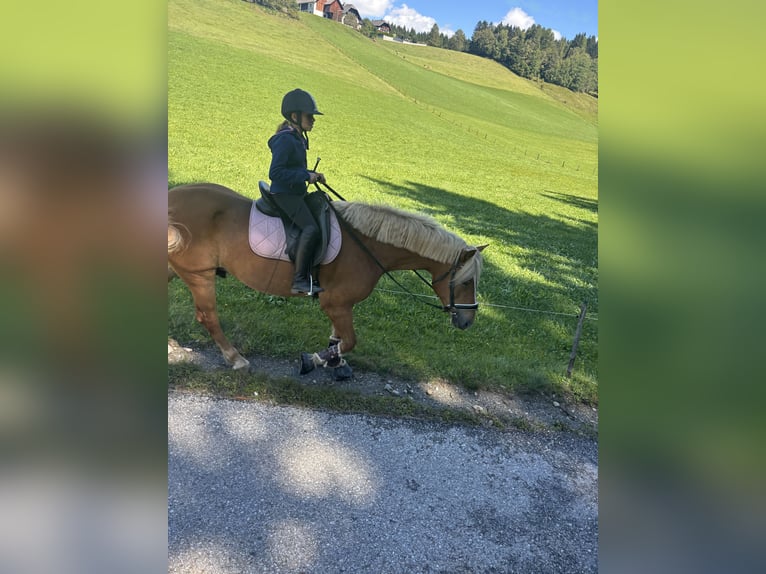 Haflinger Wallach 10 Jahre 157 cm Fuchs in Mariapfarr