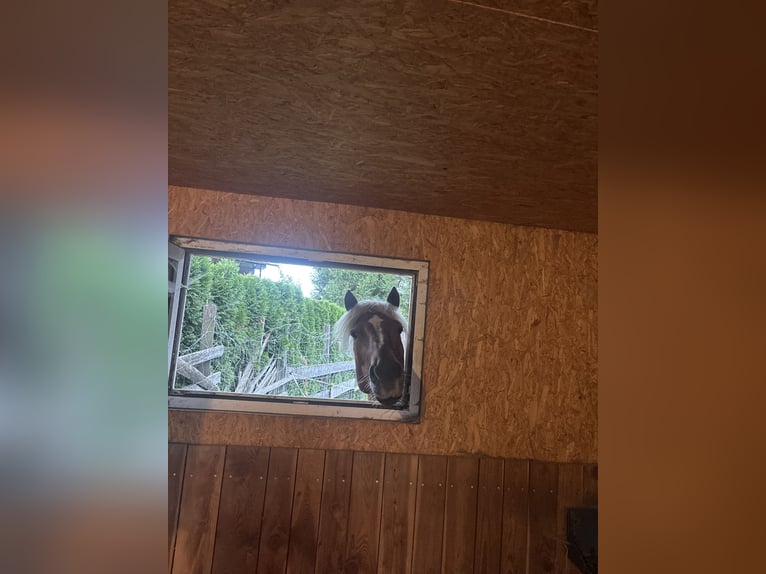 Haflinger Wallach 10 Jahre 157 cm Fuchs in Mariapfarr
