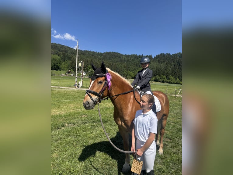 Haflinger Wallach 10 Jahre 157 cm Fuchs in Mariapfarr