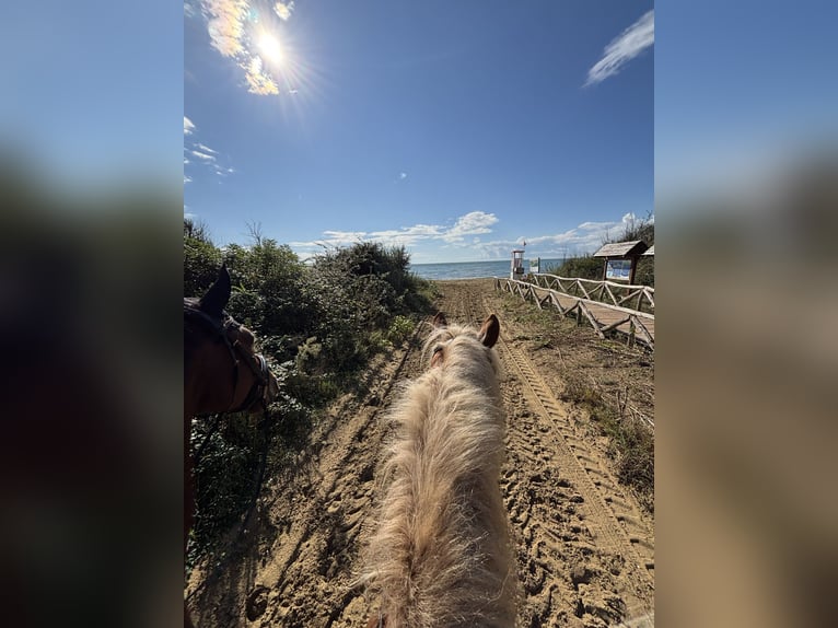 Haflinger Wallach 10 Jahre 157 cm Fuchs in Mariapfarr