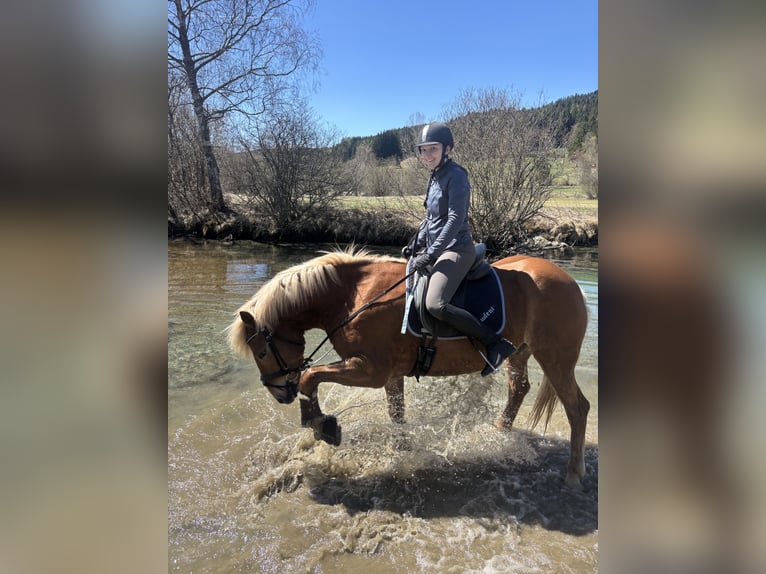 Haflinger Wallach 10 Jahre 157 cm Fuchs in Mariapfarr