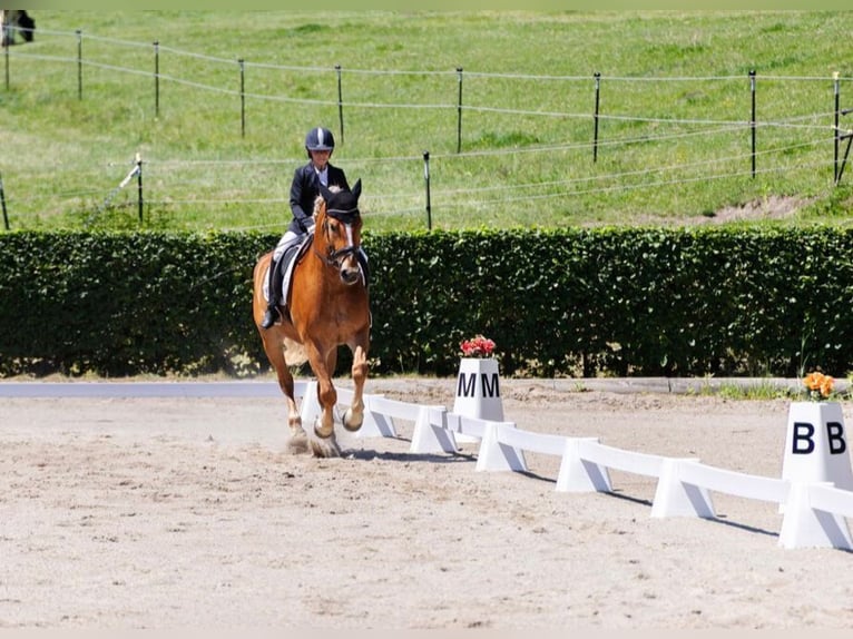 Haflinger Wallach 10 Jahre 157 cm Fuchs in Mariapfarr