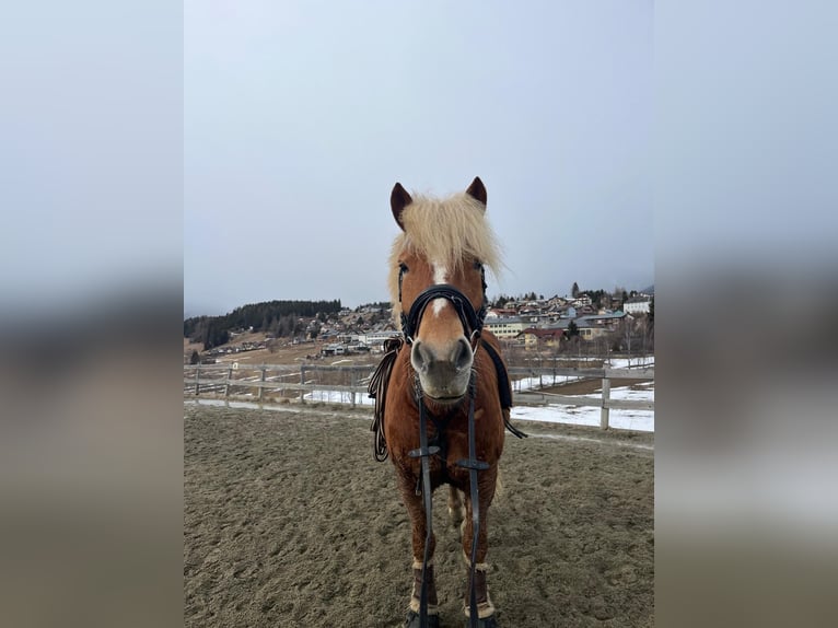 Haflinger Wallach 10 Jahre 157 cm Fuchs in Mariapfarr