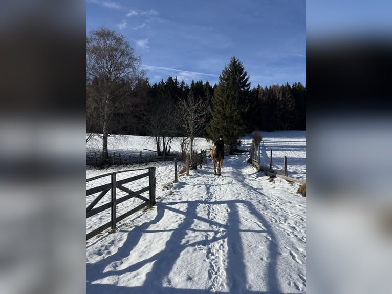 Haflinger Wallach 10 Jahre 157 cm Fuchs in Mariapfarr