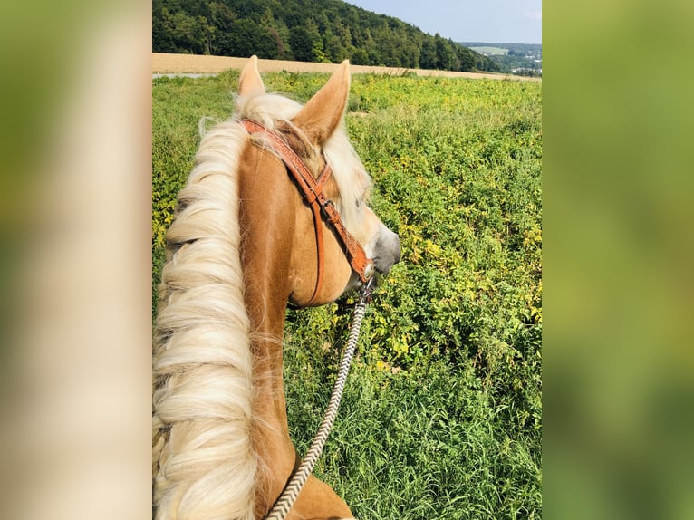 Haflinger Wallach 10 Jahre 158 cm Fuchs in Darmstadt