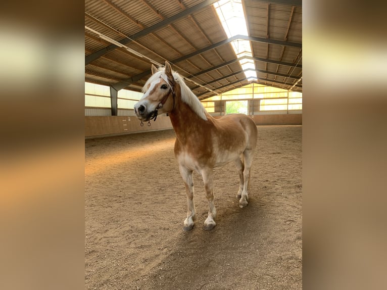 Haflinger Wallach 10 Jahre 158 cm Fuchs in Darmstadt