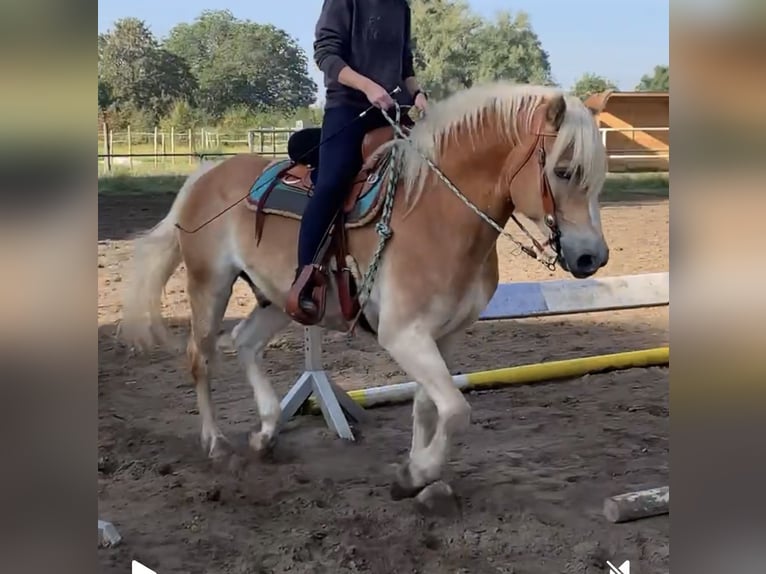 Haflinger Wallach 10 Jahre 158 cm Fuchs in Darmstadt