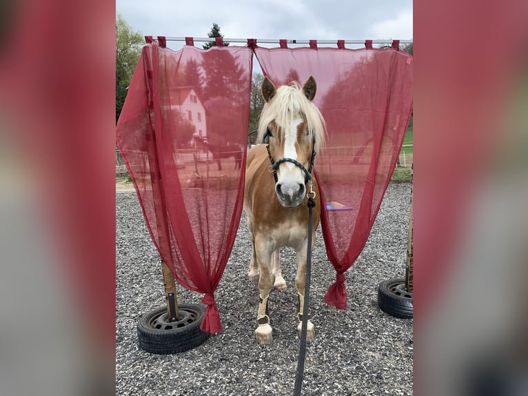 Haflinger Wallach 10 Jahre 158 cm Fuchs in Darmstadt