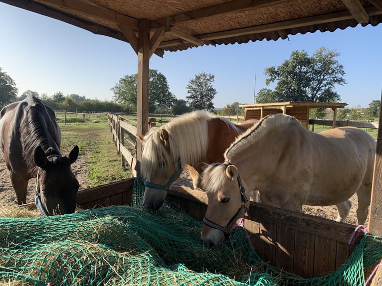 Haflinger Wallach 10 Jahre 158 cm Fuchs in Darmstadt