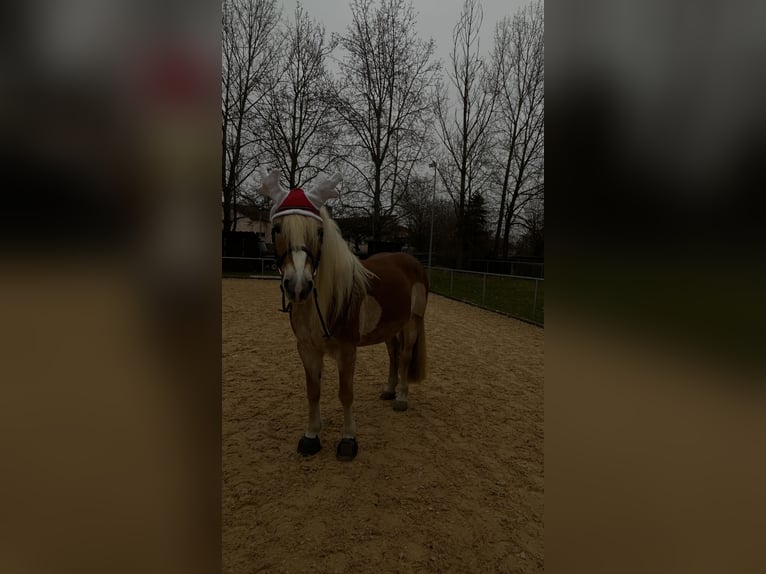 Haflinger Wallach 10 Jahre 158 cm Fuchs in Neuendettelsau