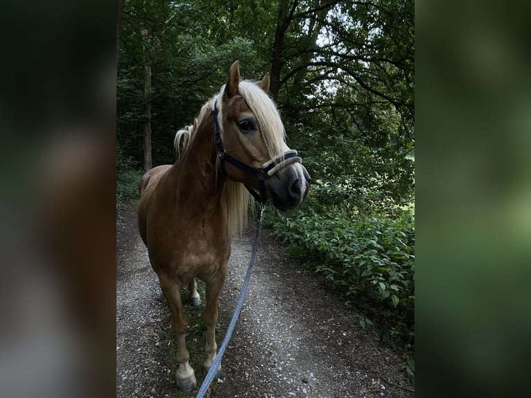 Haflinger Wallach 10 Jahre 158 cm Fuchs in Neuendettelsau
