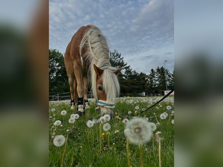 Haflinger Wallach 10 Jahre 160 cm  in Neuendettelsau