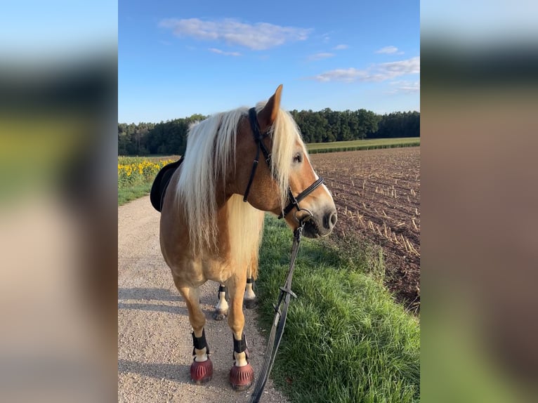 Haflinger Wallach 10 Jahre 160 cm  in Neuendettelsau