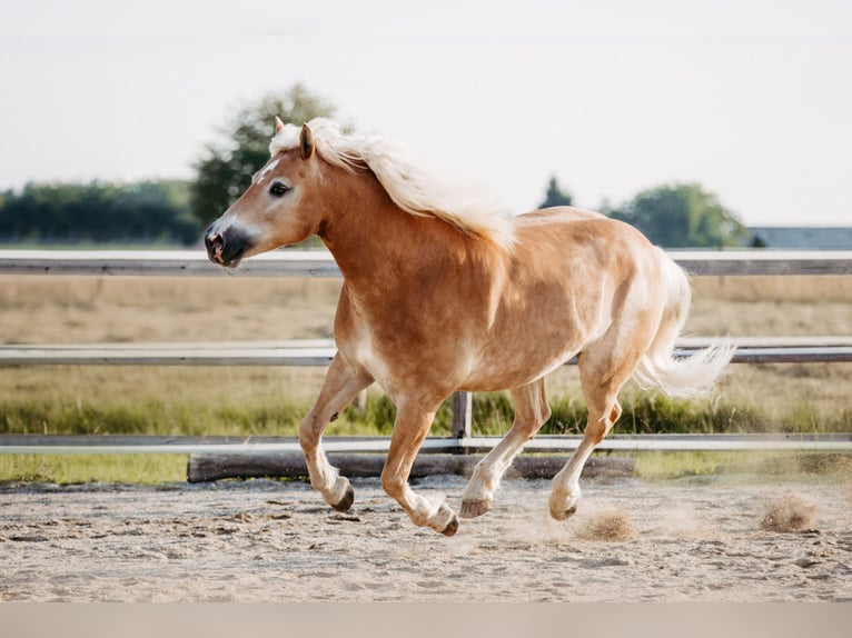 Haflinger Wallach 10 Jahre 163 cm  in Leoben