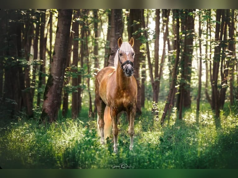 Haflinger Wallach 10 Jahre 163 cm Fuchs in Lohne (Oldenburg)