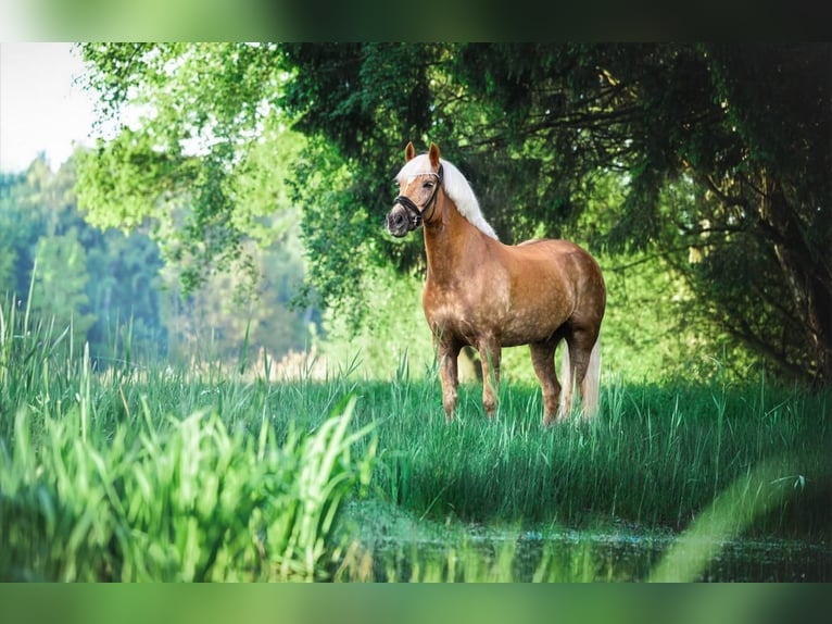 Haflinger Wallach 10 Jahre 163 cm Fuchs in Lohne (Oldenburg)
