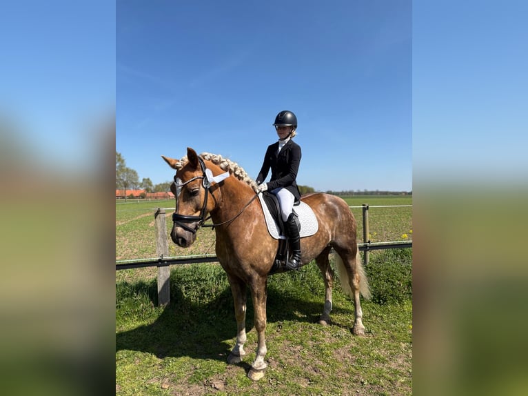 Haflinger Wallach 10 Jahre 163 cm Fuchs in Lohne (Oldenburg)