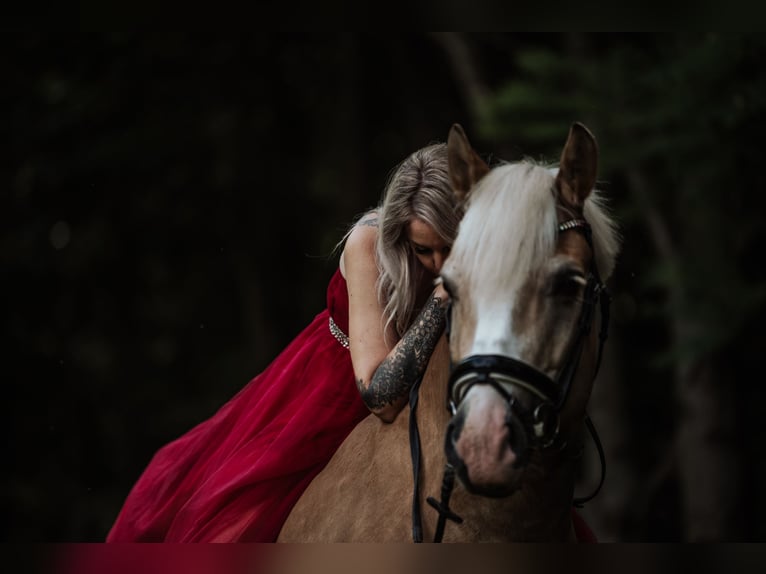 Haflinger Wallach 10 Jahre 164 cm Hellbrauner in Stockerau