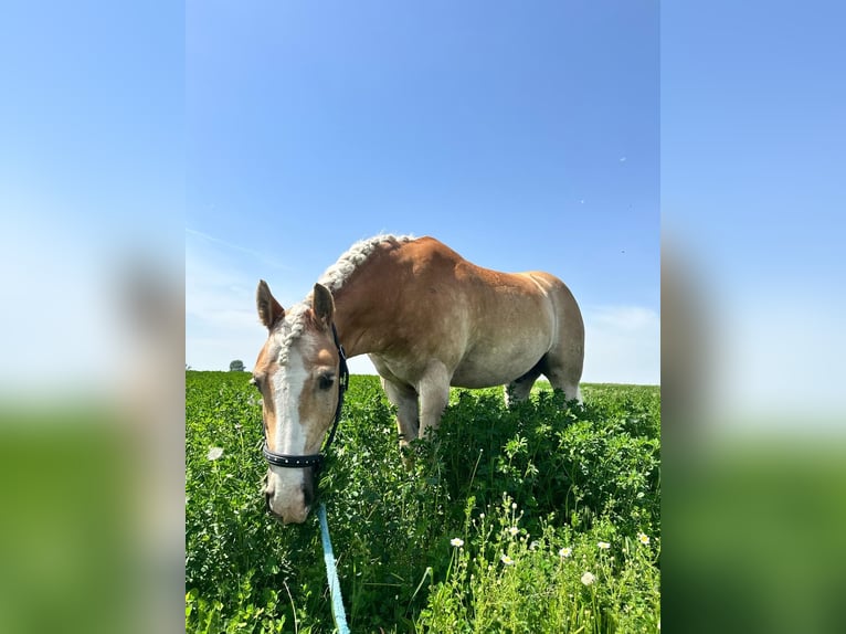 Haflinger Wallach 10 Jahre 164 cm Hellbrauner in Stockerau
