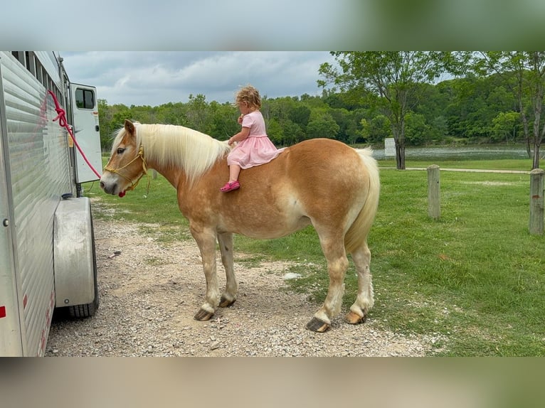Haflinger Wallach 10 Jahre Dunkelfuchs in Forney