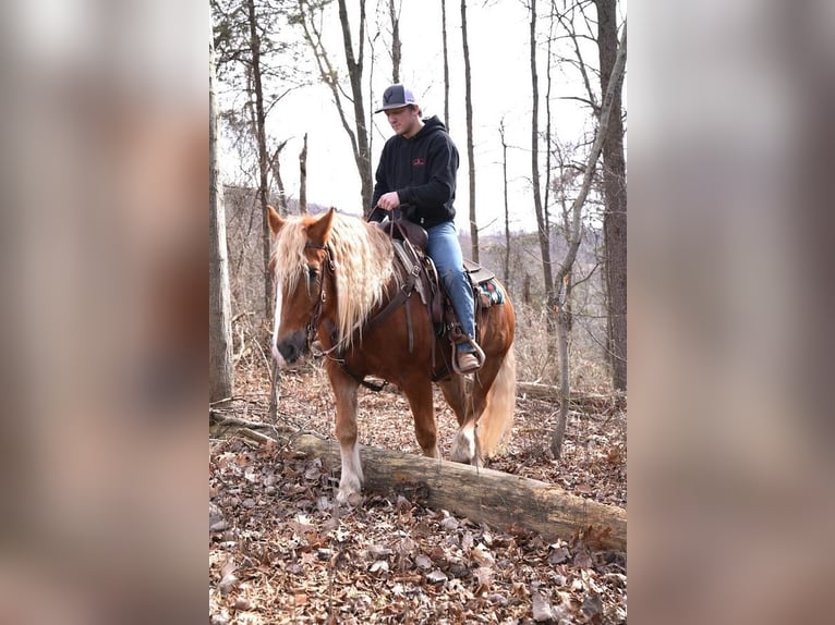 Haflinger Mix Wallach 10 Jahre in Needmore, PA