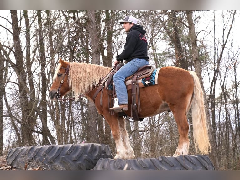 Haflinger Mix Wallach 10 Jahre in Needmore, PA