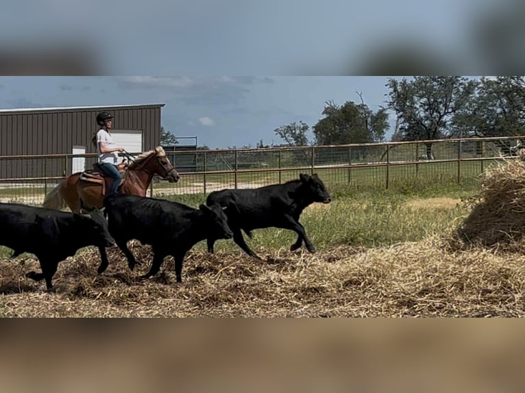 Haflinger Wallach 11 Jahre 132 cm Dunkelfuchs in Canyon TX