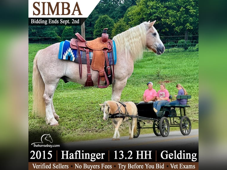 Haflinger Wallach 11 Jahre 137 cm Roan-Red in Kentwood, LA
