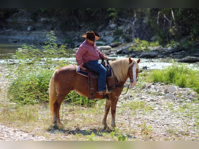 Haflinger Wallach 11 Jahre 142 cm in Stephenville TX