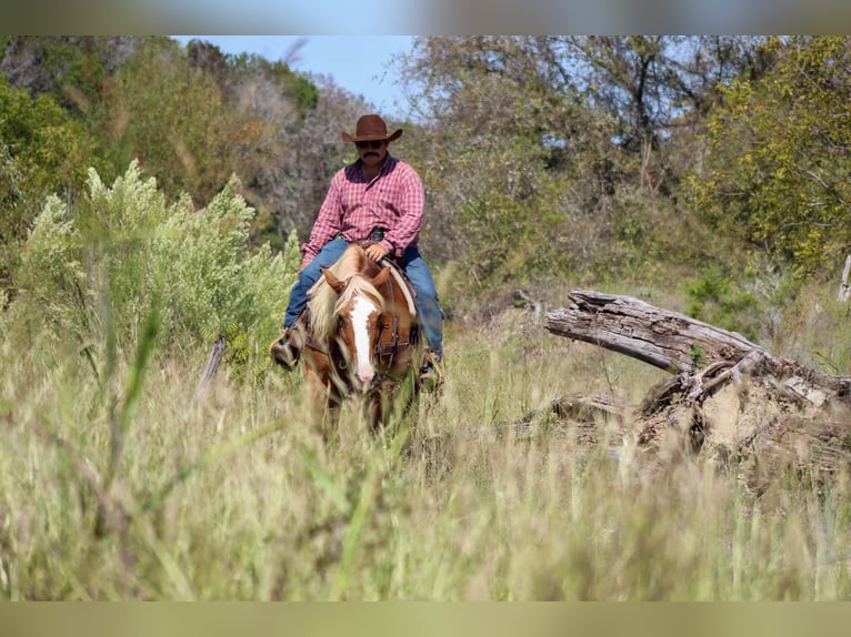 Haflinger Wallach 11 Jahre 142 cm in Stephenville TX