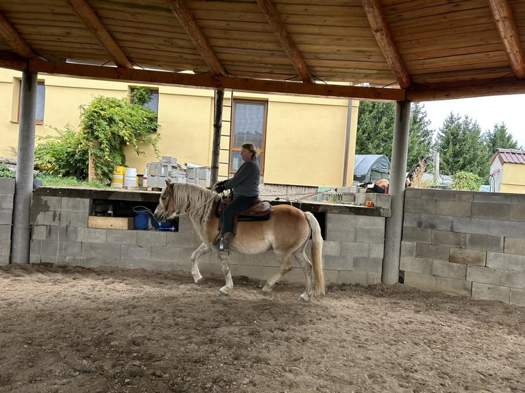 Haflinger Wallach 11 Jahre 145 cm Palomino in Ceske Budejovice
