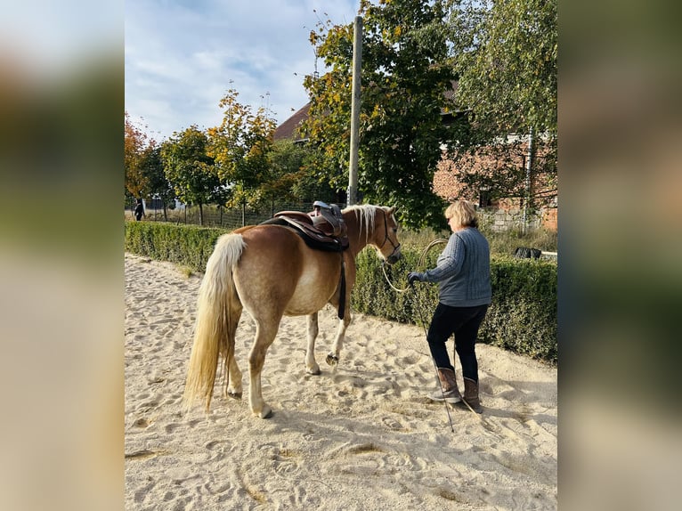 Haflinger Wallach 11 Jahre 145 cm Palomino in Ceske Budejovice
