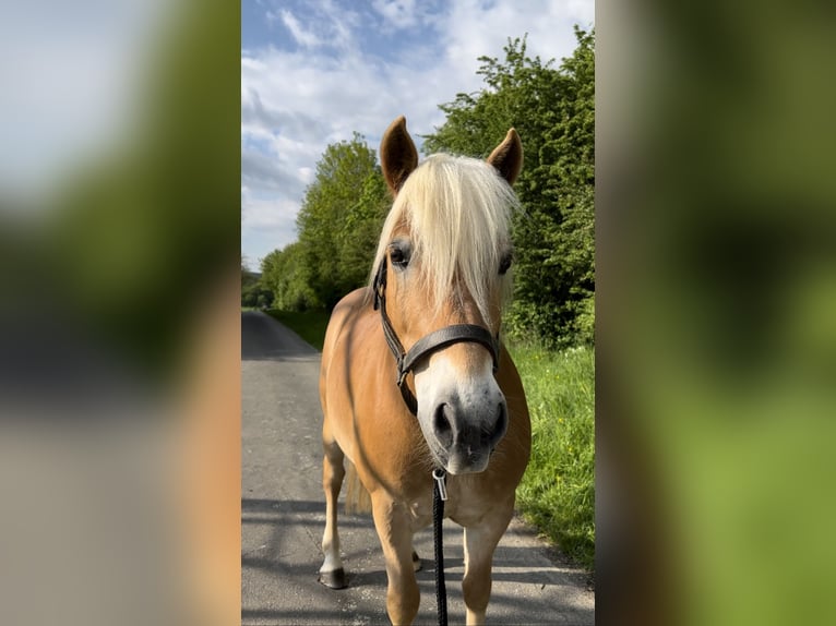 Haflinger Wallach 11 Jahre 147 cm Fuchs in Taunusstein
