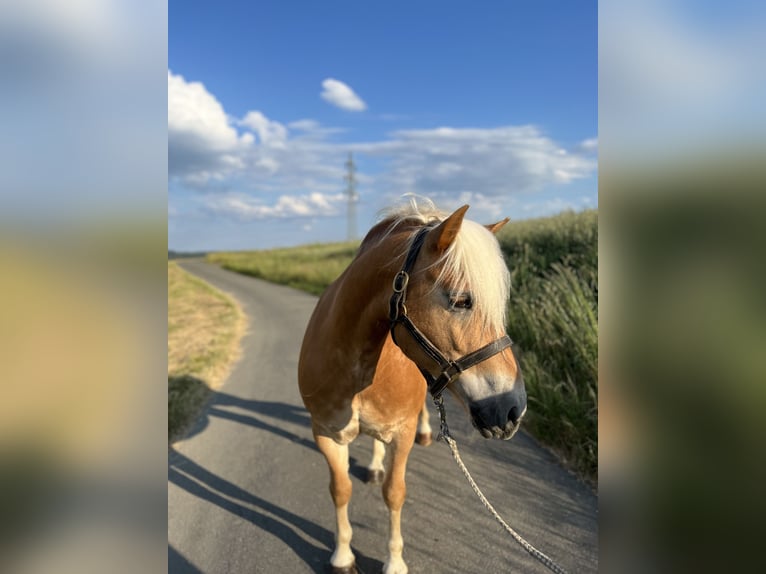 Haflinger Wallach 11 Jahre 147 cm Fuchs in Taunusstein
