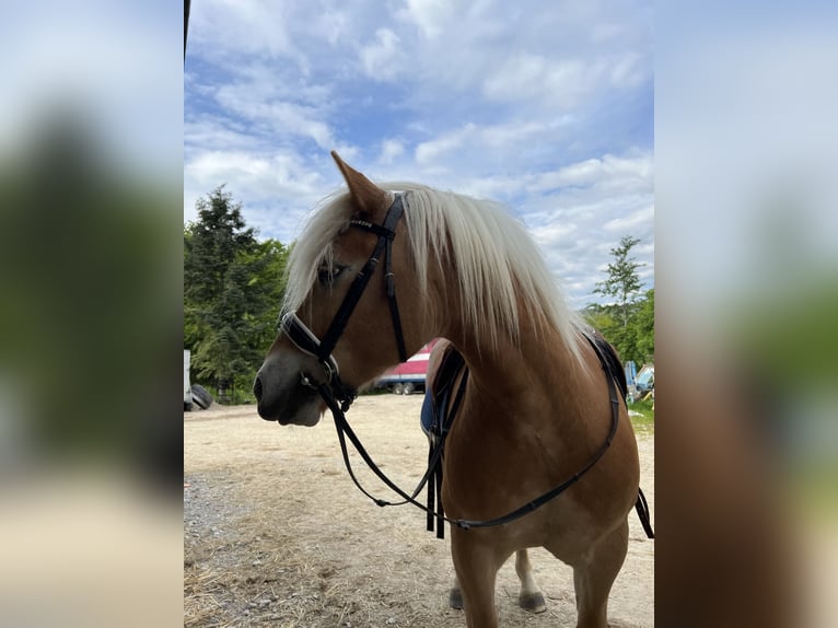 Haflinger Wallach 11 Jahre 147 cm Fuchs in Taunusstein