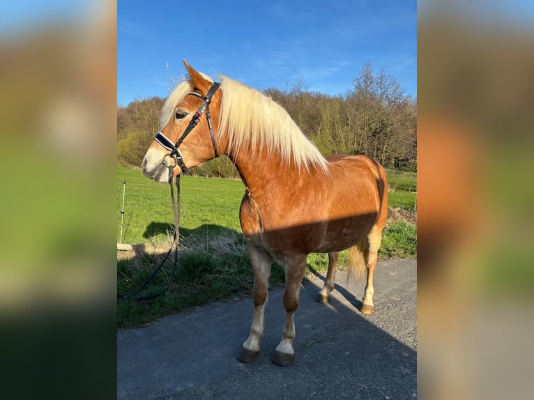 Haflinger Wallach 11 Jahre 147 cm Fuchs in Taunusstein