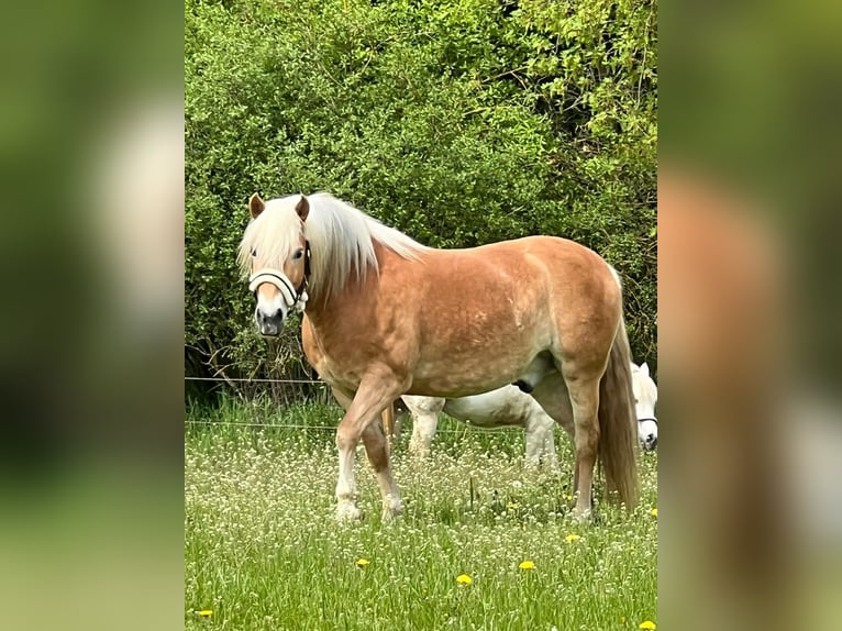 Haflinger Wallach 11 Jahre 147 cm Fuchs in Taunusstein