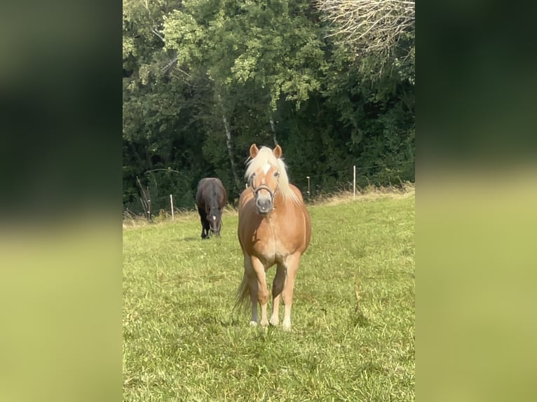 Haflinger Wallach 11 Jahre 147 cm Fuchs in Taunusstein