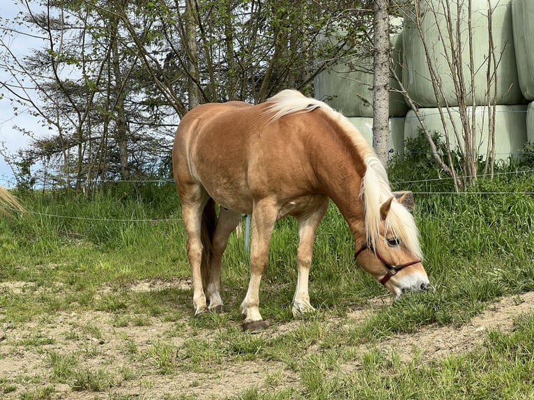 Haflinger Wallach 11 Jahre 147 cm Fuchs in Taunusstein