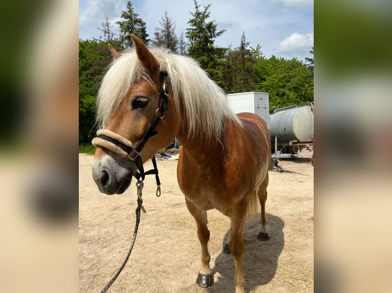 Haflinger Wallach 11 Jahre 147 cm Fuchs in Taunusstein