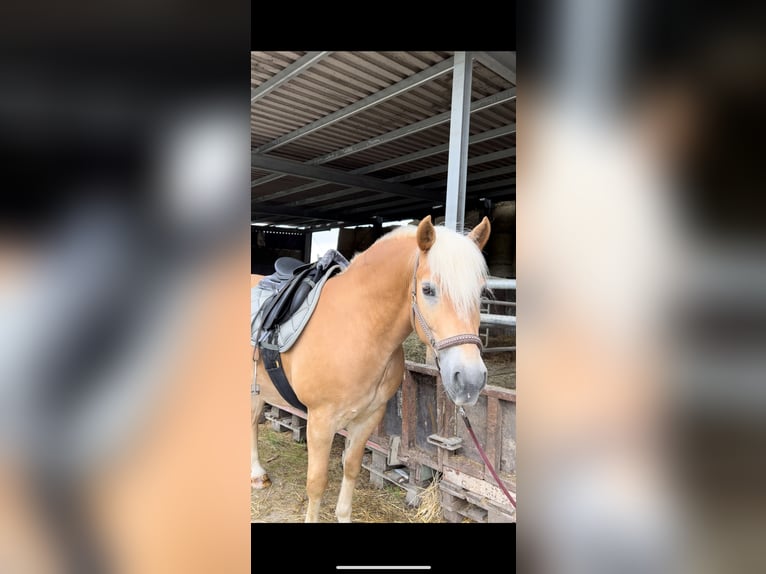Haflinger Wallach 11 Jahre 147 cm Fuchs in Taunusstein