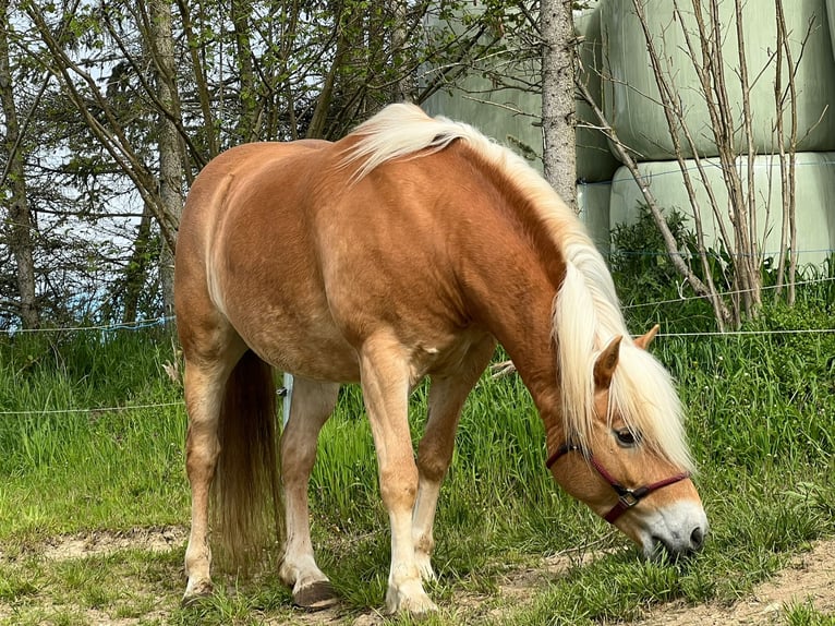 Haflinger Wallach 11 Jahre 147 cm Fuchs in Taunusstein
