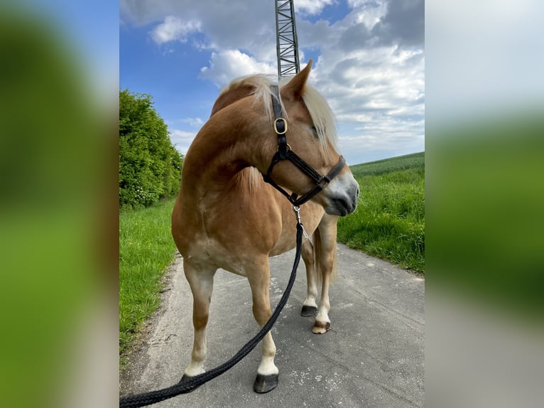 Haflinger Wallach 11 Jahre 147 cm Fuchs in Taunusstein