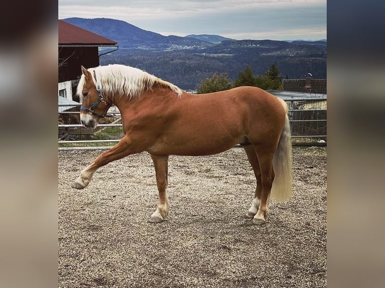 Haflinger Wallach 11 Jahre 147 cm Palomino in Auerbach