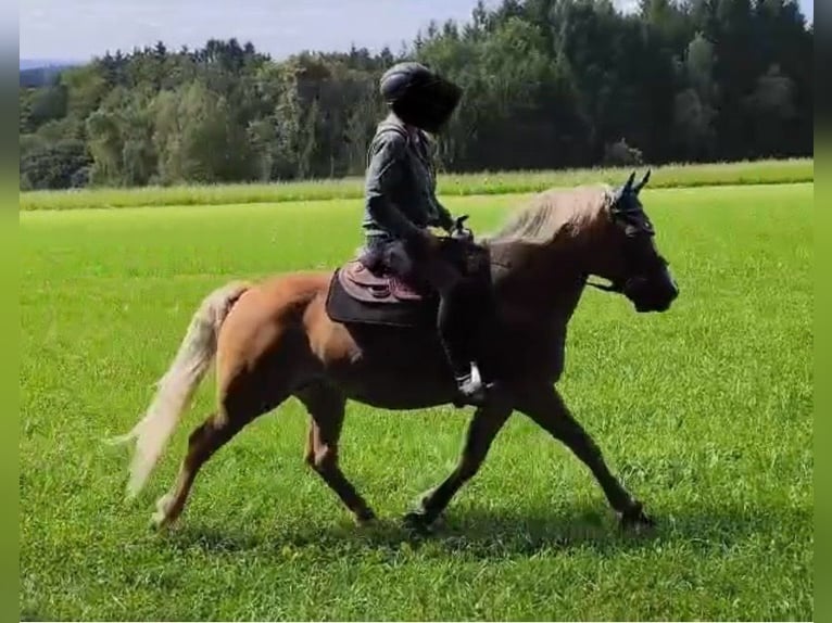 Haflinger Wallach 11 Jahre 147 cm Palomino in Auerbach