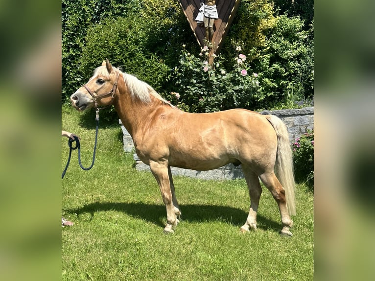 Haflinger Wallach 11 Jahre 147 cm Palomino in Auerbach